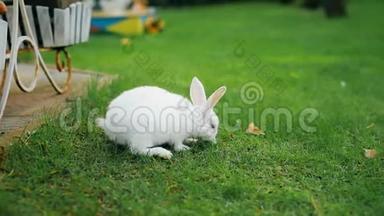 可爱可爱的白色毛茸茸的兔子坐在后院的绿草草坪上。 小可爱的小兔子在绿色的草地上散步